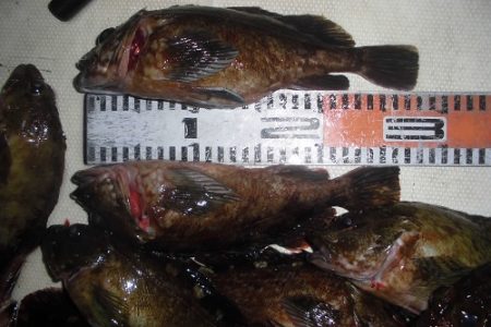 ルアー船マヒマヒ 釣果