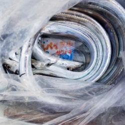 オーフリー 釣果