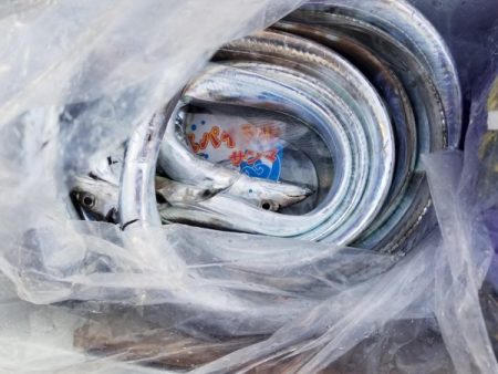 オーフリー 釣果