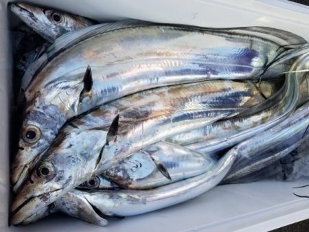 オーフリー 釣果