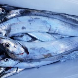 オーフリー 釣果