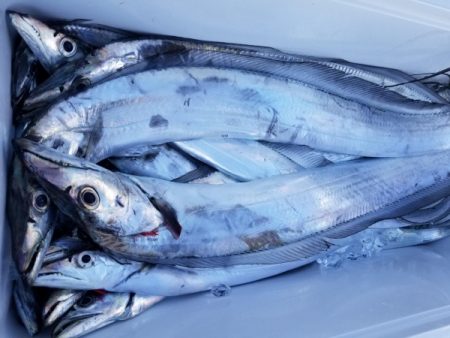 オーフリー 釣果