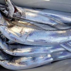 オーフリー 釣果