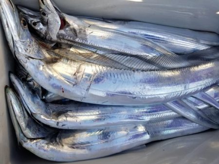 オーフリー 釣果