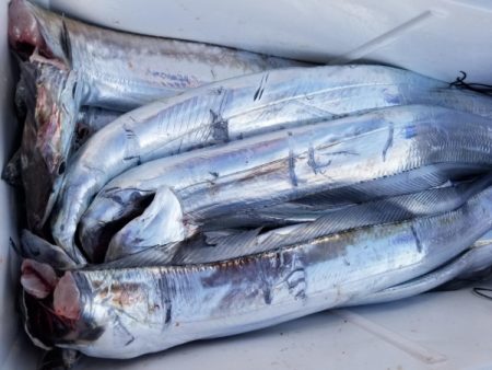 オーフリー 釣果