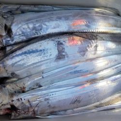 オーフリー 釣果