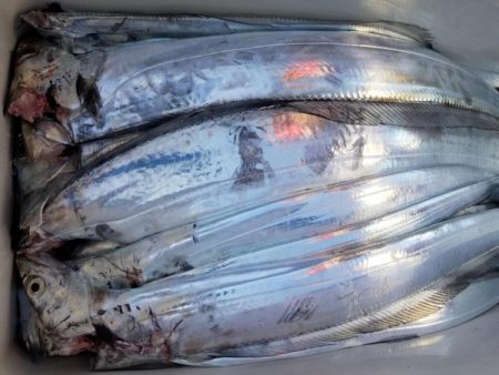 オーフリー 釣果