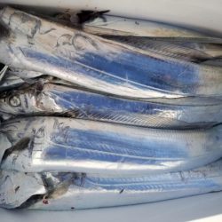 オーフリー 釣果