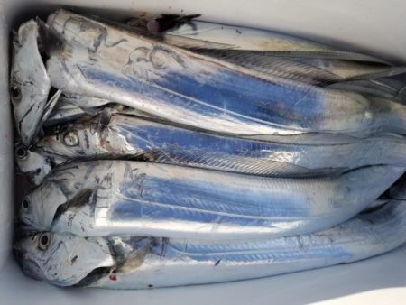 オーフリー 釣果