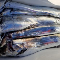 オーフリー 釣果