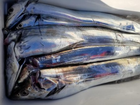 オーフリー 釣果