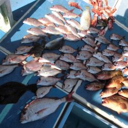 十八宝洋丸 釣果