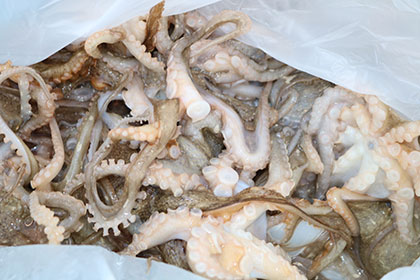 松本釣船２ 釣果