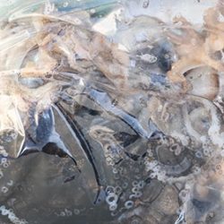 松本釣船２ 釣果