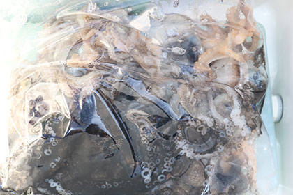 松本釣船２ 釣果