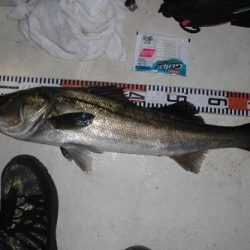 ルアー船マヒマヒ 釣果