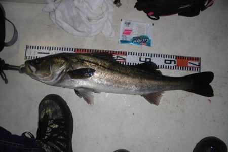 ルアー船マヒマヒ 釣果