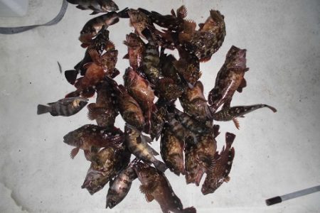 ルアー船マヒマヒ 釣果