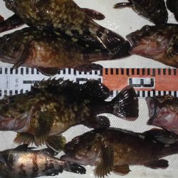 ルアー船マヒマヒ 釣果