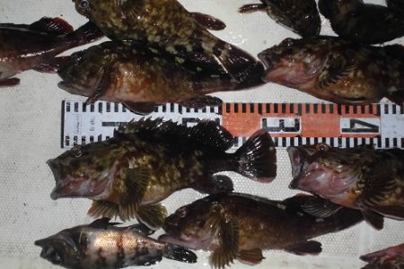 ルアー船マヒマヒ 釣果