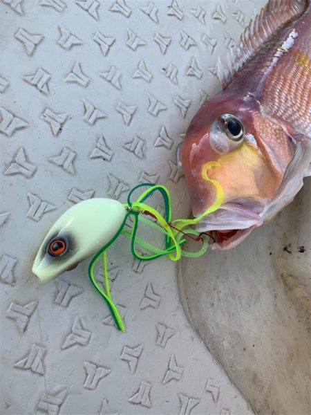 マタウマリンサービス 釣果