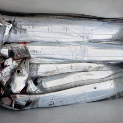 オーフリー 釣果