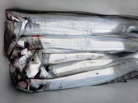 オーフリー 釣果