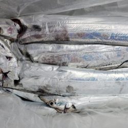 オーフリー 釣果