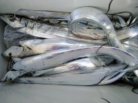 おおせき丸 釣果