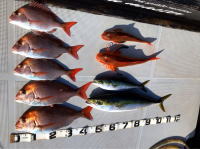 オーシャンマスター 釣果