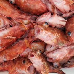 オーフリー 釣果