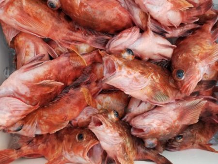 オーフリー 釣果