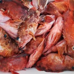 オーフリー 釣果