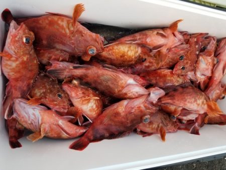 オーフリー 釣果