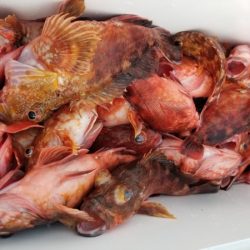 オーフリー 釣果