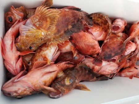 オーフリー 釣果