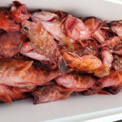 オーフリー 釣果