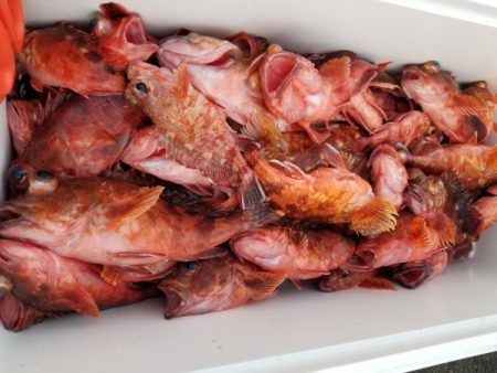 オーフリー 釣果