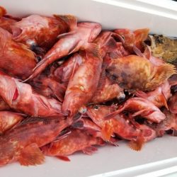 オーフリー 釣果