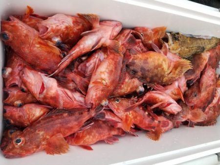 オーフリー 釣果