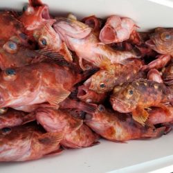 オーフリー 釣果