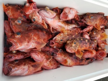 オーフリー 釣果