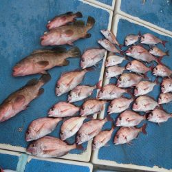 十八宝洋丸 釣果