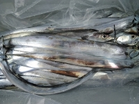 おおせき丸 釣果