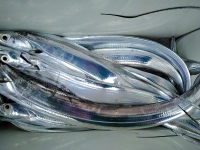 おおせき丸 釣果