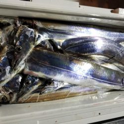 オーフリー 釣果