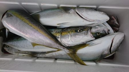 海龍丸（福岡） 釣果