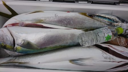 海龍丸（福岡） 釣果