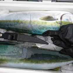 海龍丸（福岡） 釣果