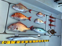 オーシャンマスター 釣果